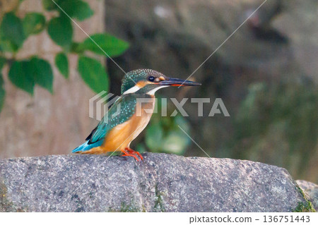 琉璃色的流行翠鳥 136751443