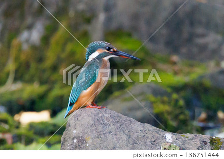 琉璃色的流行翠鳥 琉璃色的流行翠鳥 136751444