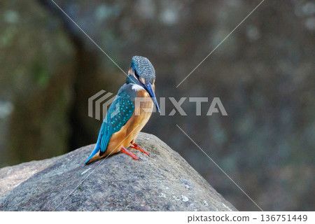 琉璃色的流行翠鳥 琉璃色的流行翠鳥 136751449