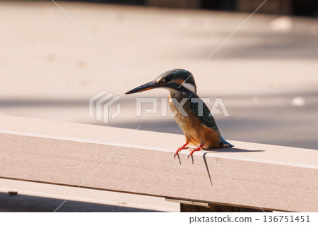 琉璃色的流行翠鳥 琉璃色的流行翠鳥 136751451