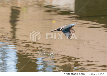 琉璃色的流行翠鳥 琉璃色的流行翠鳥 136751454