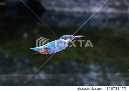 琉璃色的流行翠鳥 136751455