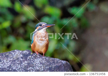 琉璃色的流行翠鳥 136751456