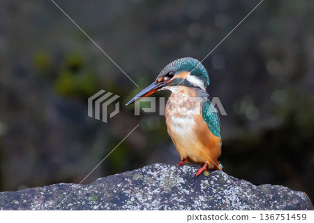 琉璃色的流行翠鳥 136751459