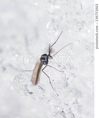 A male chironomid resting on the snow 136751603