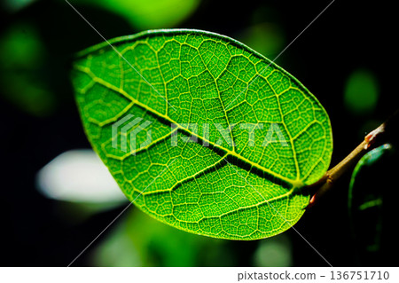 Fresh green leaves, leaf veins, macro photography, natural beauty, vitality 136751710