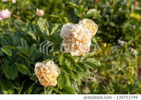 Blooming Quitzin peony in the garden 136751749
