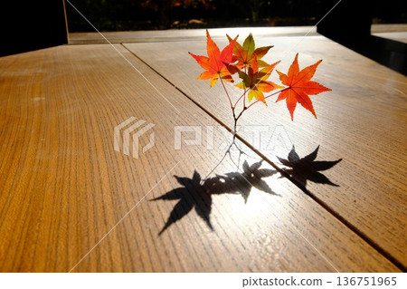 Japanese image material of floor and maple leaves 136751965