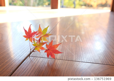 Japanese image material of floor and maple leaves Japanese image material of floor and maple leaves 136751969