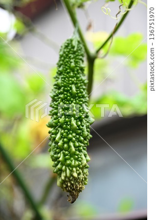 Goya of a home garden Goya of a home garden 136751970