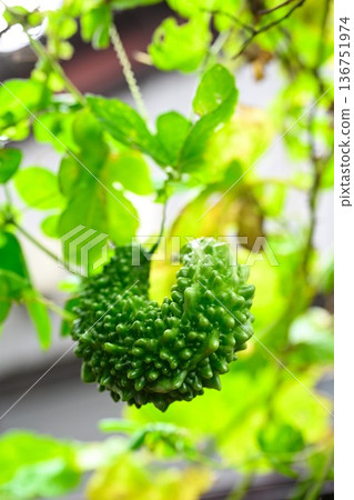 Goya of a home garden 136751974