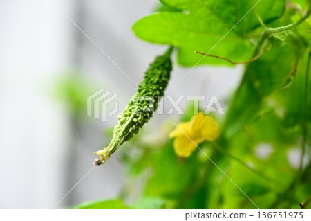 家庭花園的Goya 136751975