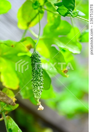 家庭花園的Goya 家庭花園的Goya 136751978