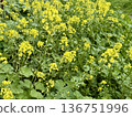 Field of yellow wild mustard flowers. A close-up shot of yellow wildflowers. 136751996