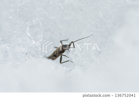 Adult stoneflies moving on the snow surface 136752041