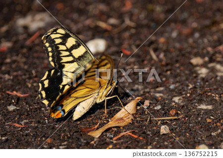 日記摘要：美麗而引人注目的色彩斑斕的鳳蝶，蝴蝶種類：Papilio machaon 136752215