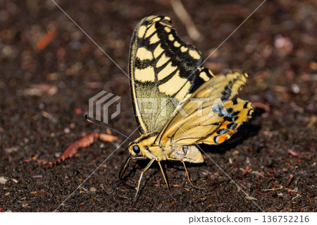Overall diary Beautiful and striking colored swallowtail butterfly type species: Papilio machaon Overall diary Beautiful and striking colored swallowtail butterfly type species: Papilio machaon 136752216