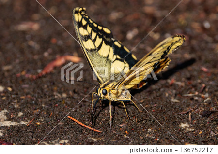 日記摘要:美麗而引人注目的色彩斑斕的鳳蝶,蝴蝶種類:Papilio machaon 日記摘要:美麗而引人注目的色彩斑斕的鳳蝶,蝴蝶種類:Papilio machaon 136752217