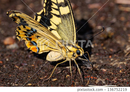 日記摘要:美麗而引人注目的色彩斑斕的鳳蝶,蝴蝶種類:Papilio machaon 日記摘要:美麗而引人注目的色彩斑斕的鳳蝶,蝴蝶種類:Papilio machaon 136752219