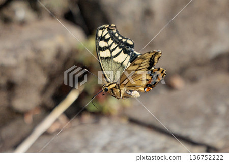 日記摘要：美麗而引人注目的色彩斑斕的鳳蝶，蝴蝶種類：Papilio machaon 136752222