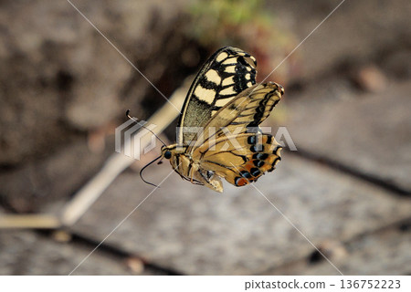 Overall diary Beautiful and striking colored swallowtail butterfly type species: Papilio machaon Overall diary Beautiful and striking colored swallowtail butterfly type species: Papilio machaon 136752223