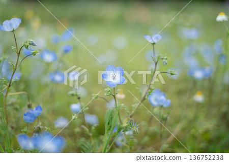一群Nemophila 一群Nemophila 136752238
