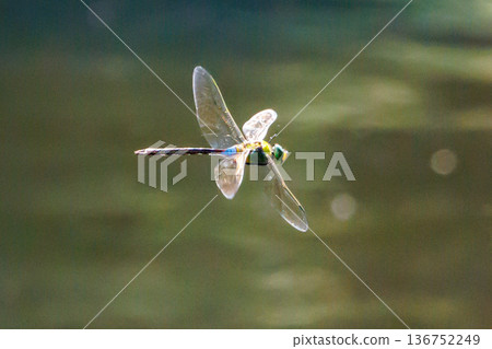 The fastest bug in the insect world that patrolls at high speed. The fastest bug in the insect world that patrolls at high speed. 136752249