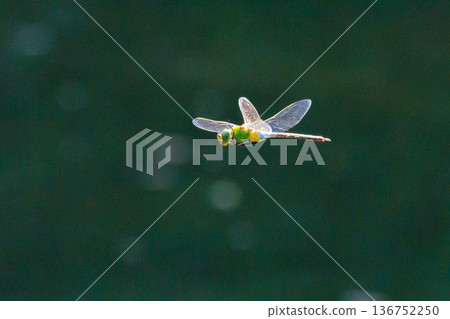 The fastest bug in the insect world that patrolls at high speed. The fastest bug in the insect world that patrolls at high speed. 136752250