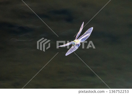 The fastest bug in the insect world that patrolls at high speed. The fastest bug in the insect world that patrolls at high speed. 136752253