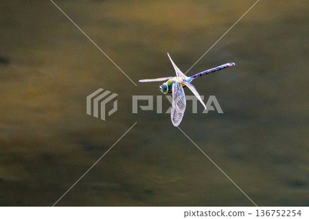 The fastest bug in the insect world that patrolls at high speed. The fastest bug in the insect world that patrolls at high speed. 136752254