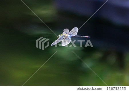 The fastest bug in the insect world that patrolls at high speed. The fastest bug in the insect world that patrolls at high speed. 136752255
