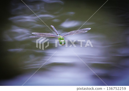 The fastest bug in the insect world that patrolls at high speed. 136752259
