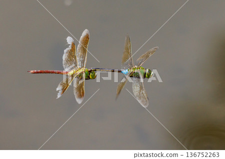 The fastest bug in the insect world that patrolls at high speed. The fastest bug in the insect world that patrolls at high speed. 136752263