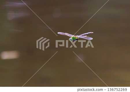 The fastest bug in the insect world that patrolls at high speed. 136752269