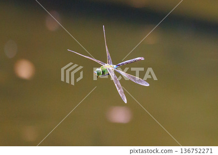 The fastest bug in the insect world that patrolls at high speed. 136752271