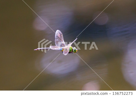 The fastest bug in the insect world that patrolls at high speed. The fastest bug in the insect world that patrolls at high speed. 136752273
