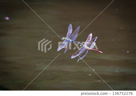 The fastest bug in the insect world that patrolls at high speed. The fastest bug in the insect world that patrolls at high speed. 136752276