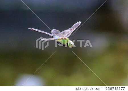 高速巡邏的昆蟲界最快的蟲子。 136752277