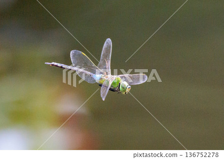 The fastest bug in the insect world that patrolls at high speed. The fastest bug in the insect world that patrolls at high speed. 136752278