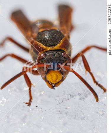A front view of a paper wasp resting on snow 136752288