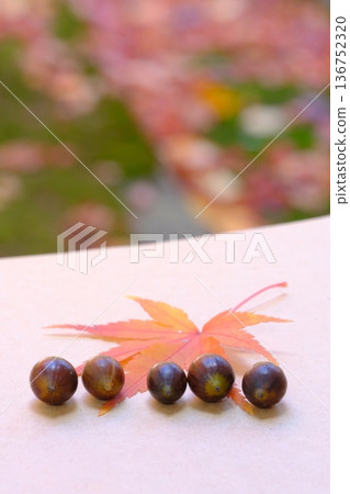 Sketchbook, maple leaves, and acorns - Autumn image material Sketchbook, maple leaves, and acorns - Autumn image material 136752320