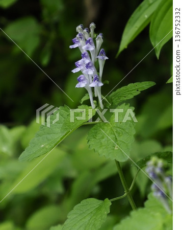 Okatatsunamisou 136752332