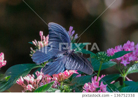 Spangle, a black swallowtail butterfly that gracefully dances in the forest Spangle, a black swallowtail butterfly that gracefully dances in the forest 136752338