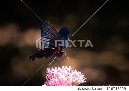 Spangle，一隻在森林中翩翩起舞的黑色燕尾蝶 136752339