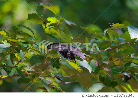 Spangle，一隻在森林中翩翩起舞的黑色燕尾蝶 136752343