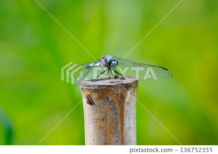 兩音熟悉的蜻蜓Shiokara蜻蜓 兩音熟悉的蜻蜓Shiokara蜻蜓 136752355