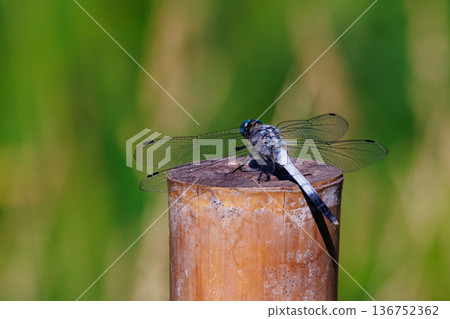兩音熟悉的蜻蜓Shiokara蜻蜓 136752362