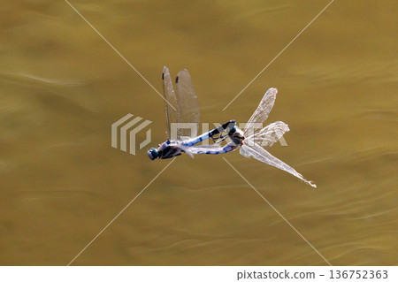 Two-tone familiar dragonfly Shiokara dragonfly Two-tone familiar dragonfly Shiokara dragonfly 136752363