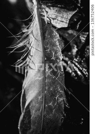 Swan feathers reflecting light patterns Swan feathers reflecting light patterns 136752406
