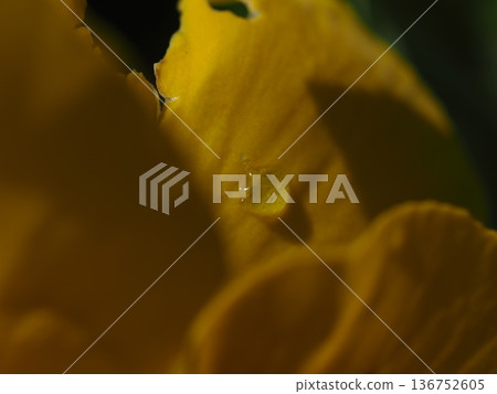 Yellow rose with sparkling water droplets Yellow rose with sparkling water droplets 136752605